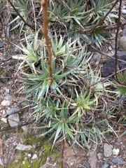 Deuterocohnia longipetala