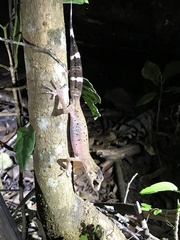 Carphodactylus laevis