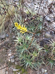 Deuterocohnia longipetala