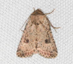 Homorthodes communis