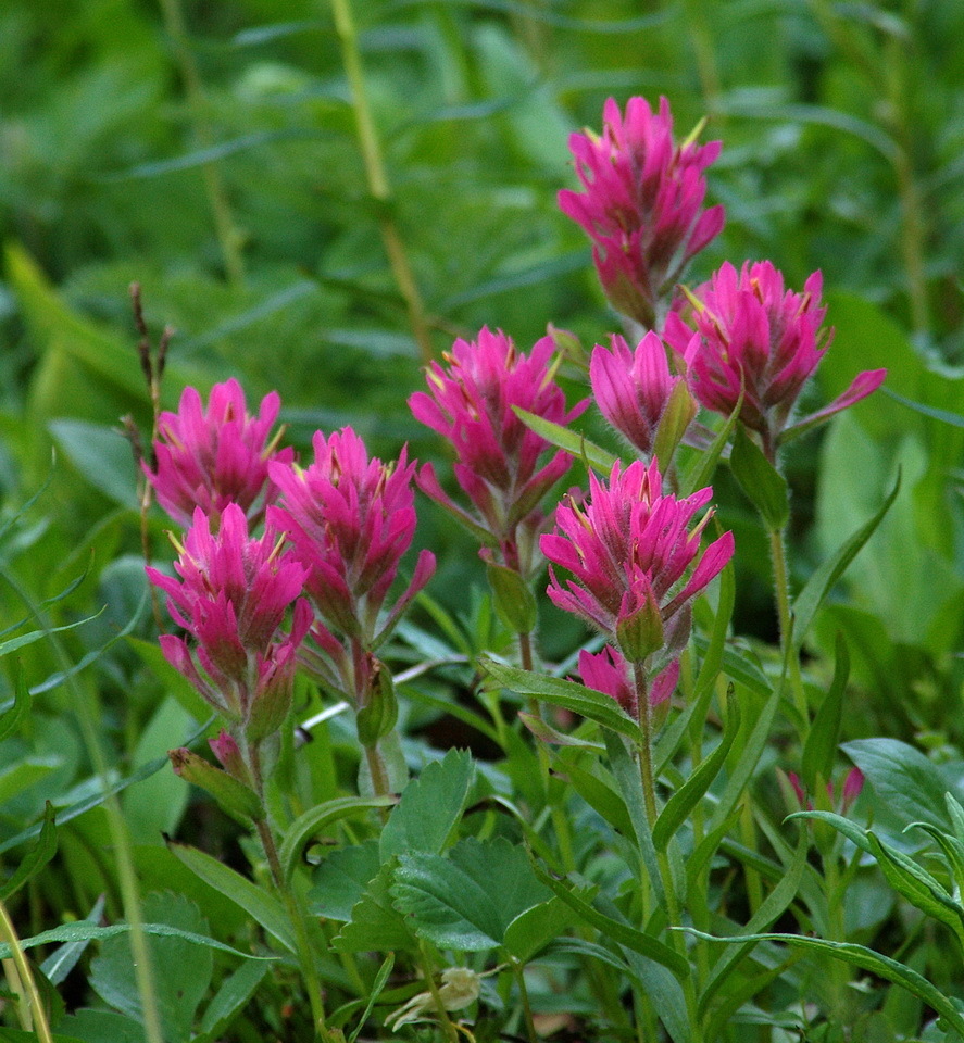 Rhexia-leaved paintbrush