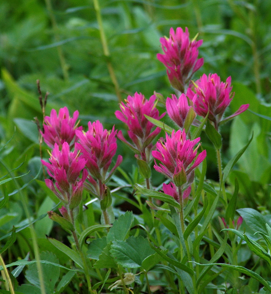 Castilleja rhexiifolia