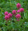 Rhexia-leaved Paintbrush - Photo (c) Andy Fyon, some rights reserved (CC BY-NC), uploaded by Andy Fyon