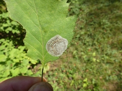 Parornix inusitatumella