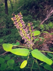Amorpha glabra