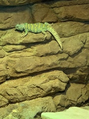 Uromastyx