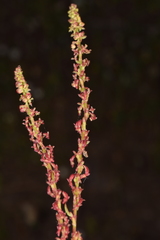 Rumex bucephalophorus