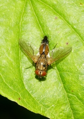 Halidaya aurea