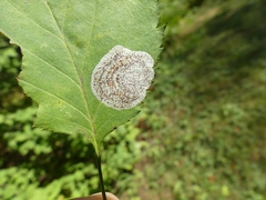 Parornix inusitatumella