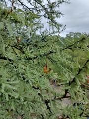 Prosopis torquata