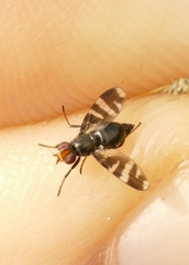 Herina frondescentiae