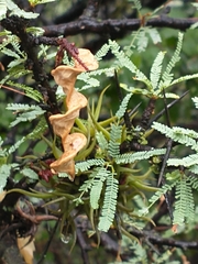 Prosopis torquata