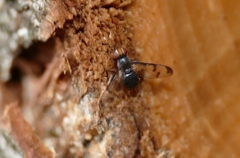 Herina nigrina