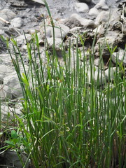 Cyperus malaccensis malaccensis