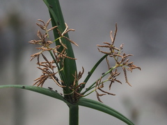 Cyperus malaccensis malaccensis