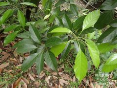 Quercus repandifolia