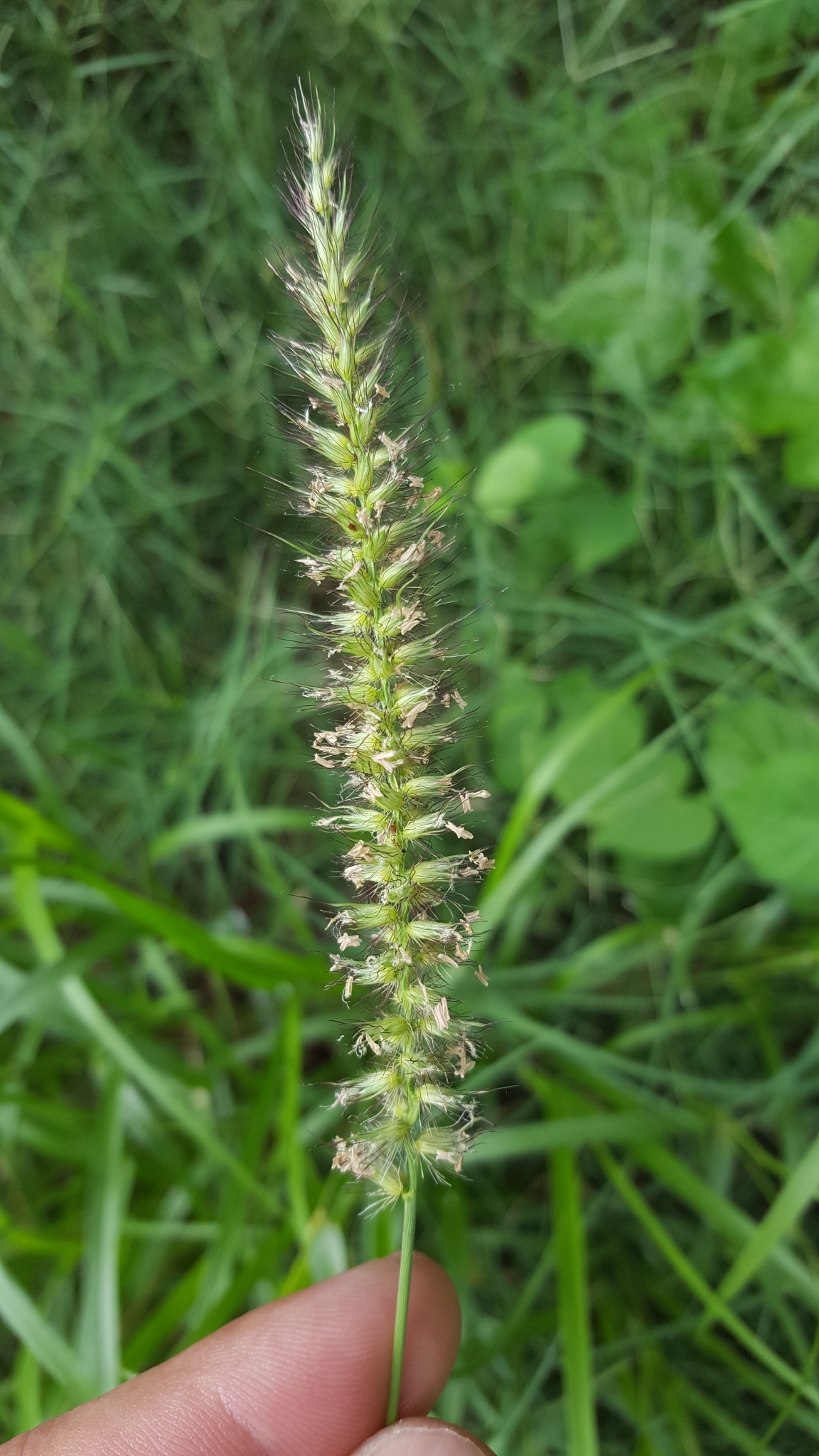(c) François Rousseu, certains droits réservés (CC BY-NC) https://www.inaturalist.org/observations/105496186