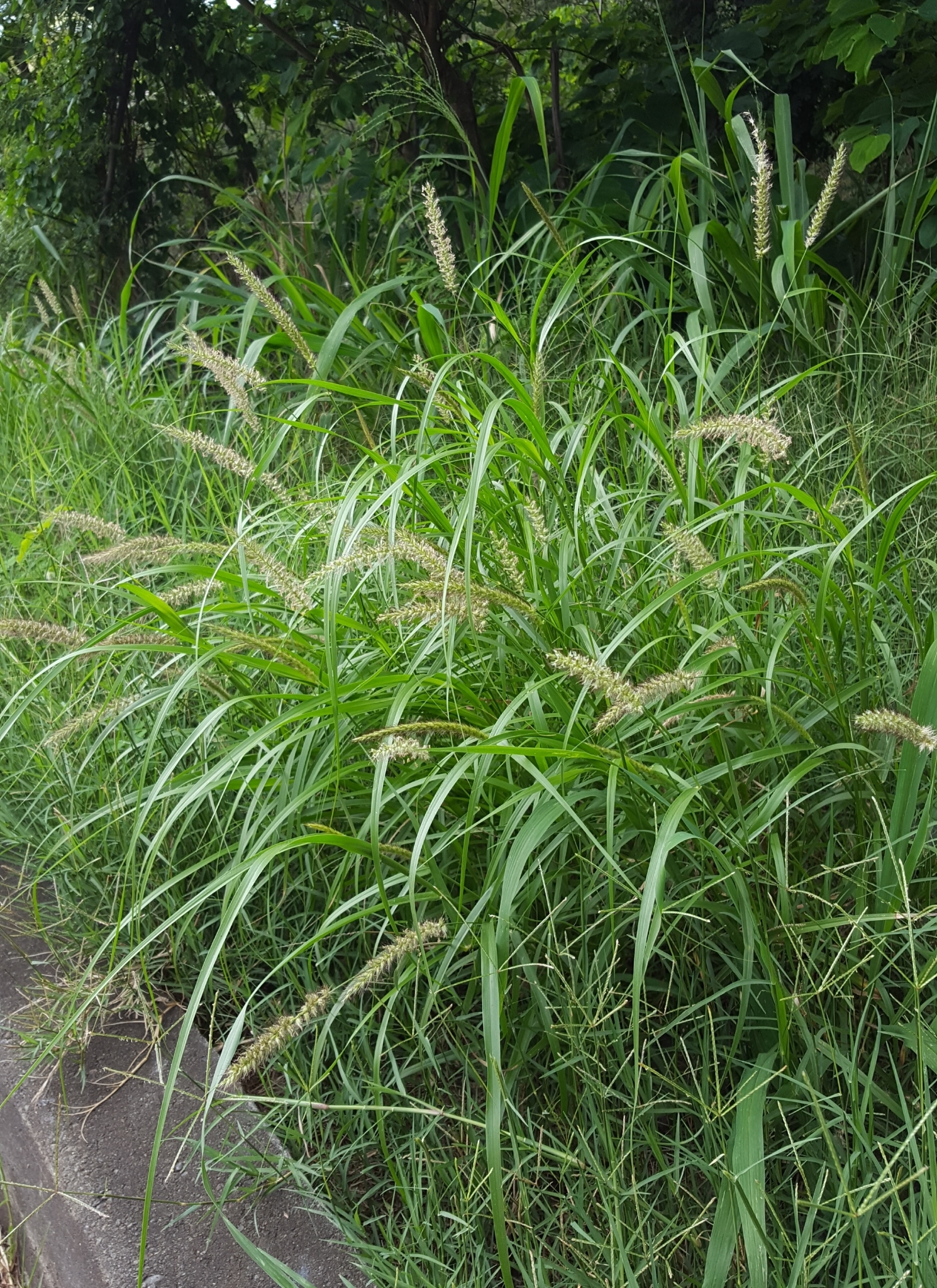 (c) François Rousseu, certains droits réservés (CC BY-NC) https://www.inaturalist.org/observations/105496186
