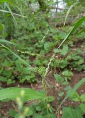 Urochloa ramosa