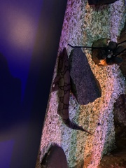 Scyliorhinus retifer