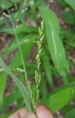 Urochloa ramosa