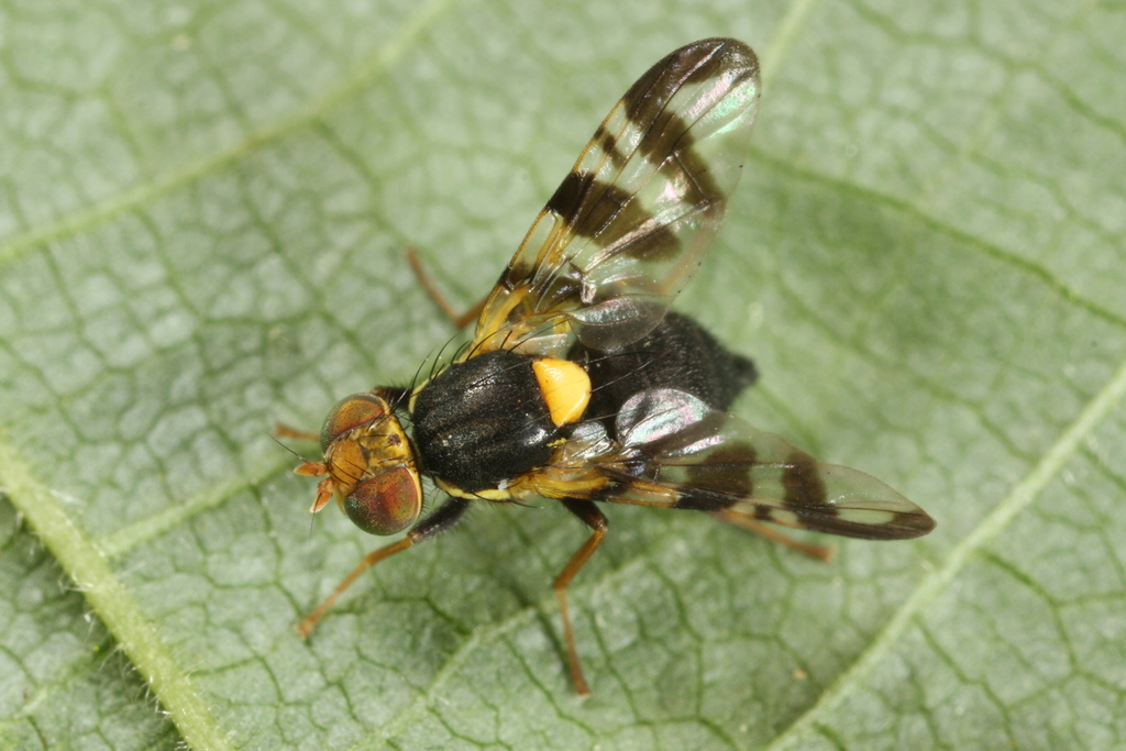 Cherry fruit fly
