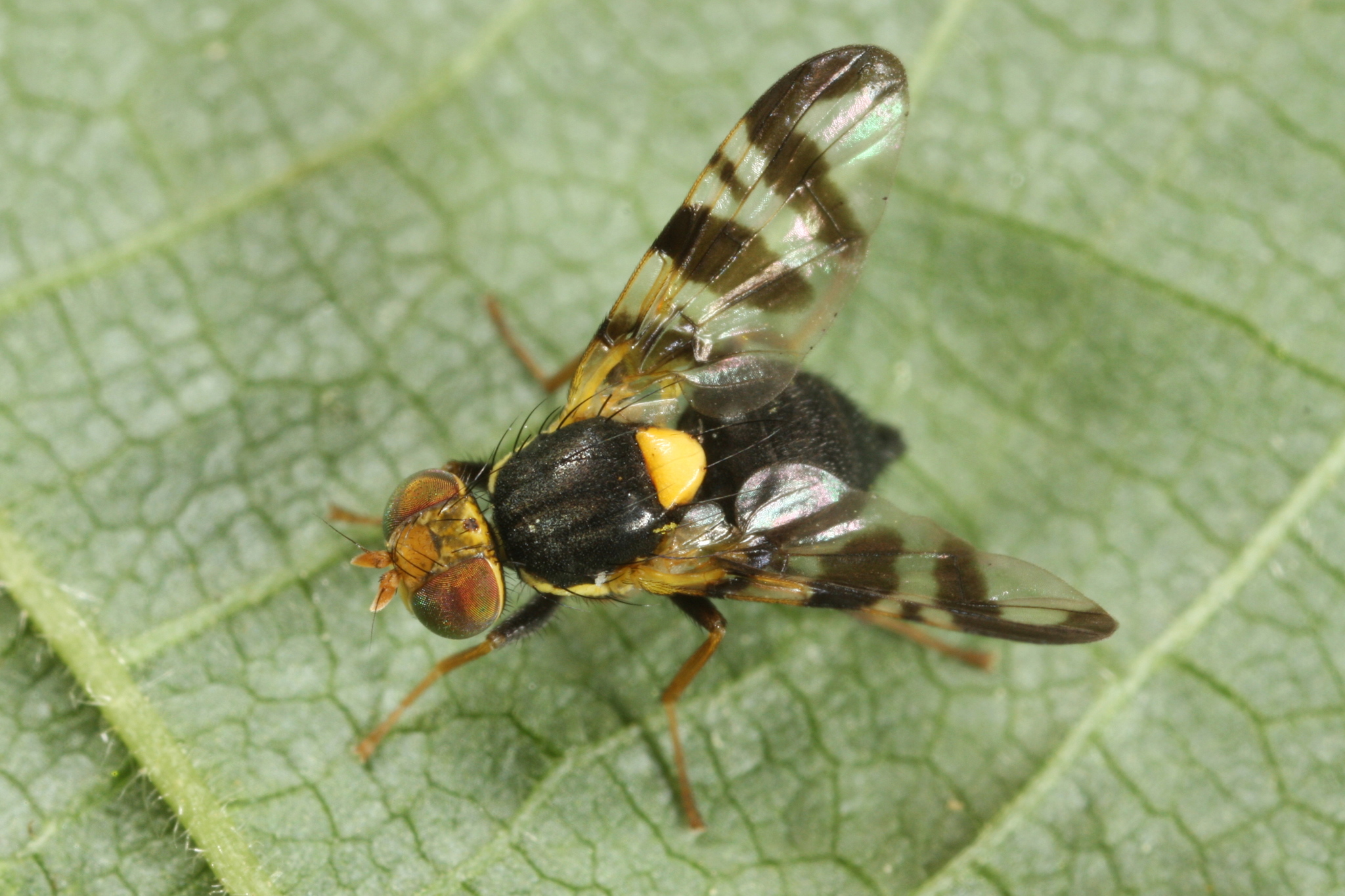 European Cherry Fruit Fly