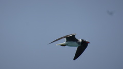 Ichthyaetus leucophthalmus