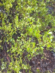 Larrea cuneifolia