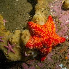 Halichondria sitiens