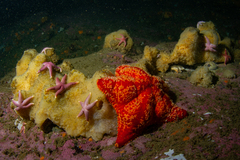 Halichondria sitiens