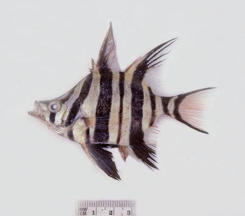 Angelfish (Enoplosus armatus) — Enoplosidae — 2