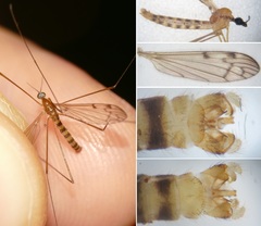 Neolimonia dumetorum