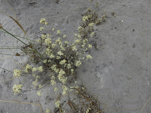 Image of Helichrysum indicum by (c) Tony Rebelo, some rights reserved (CC BY-SA)