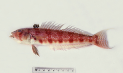 Parapercis nebulosa