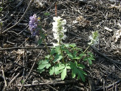Corydalis cava cava