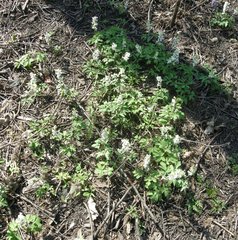 Corydalis cava cava