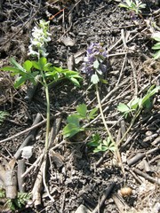 Corydalis cava cava