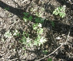 Corydalis cava cava