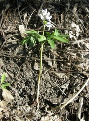 Corydalis cava cava