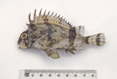 Centropogon australis