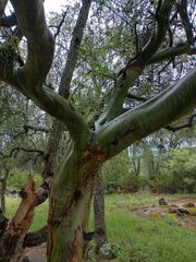 Geoffroea decorticans