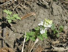 Corydalis cava cava