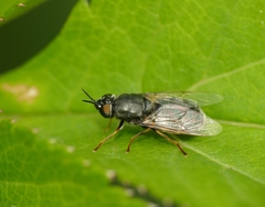 Odontomyia tigrina