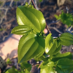 Sarcomphalus joazeiro