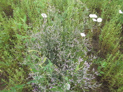 Limonium sareptanum