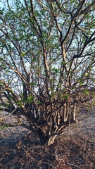 Sarcomphalus joazeiro