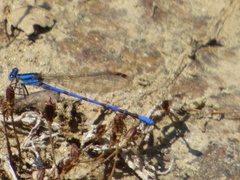 Argia carlcooki