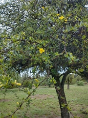 Tabebuia nodosa