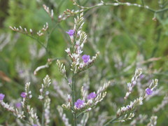 Limonium sareptanum